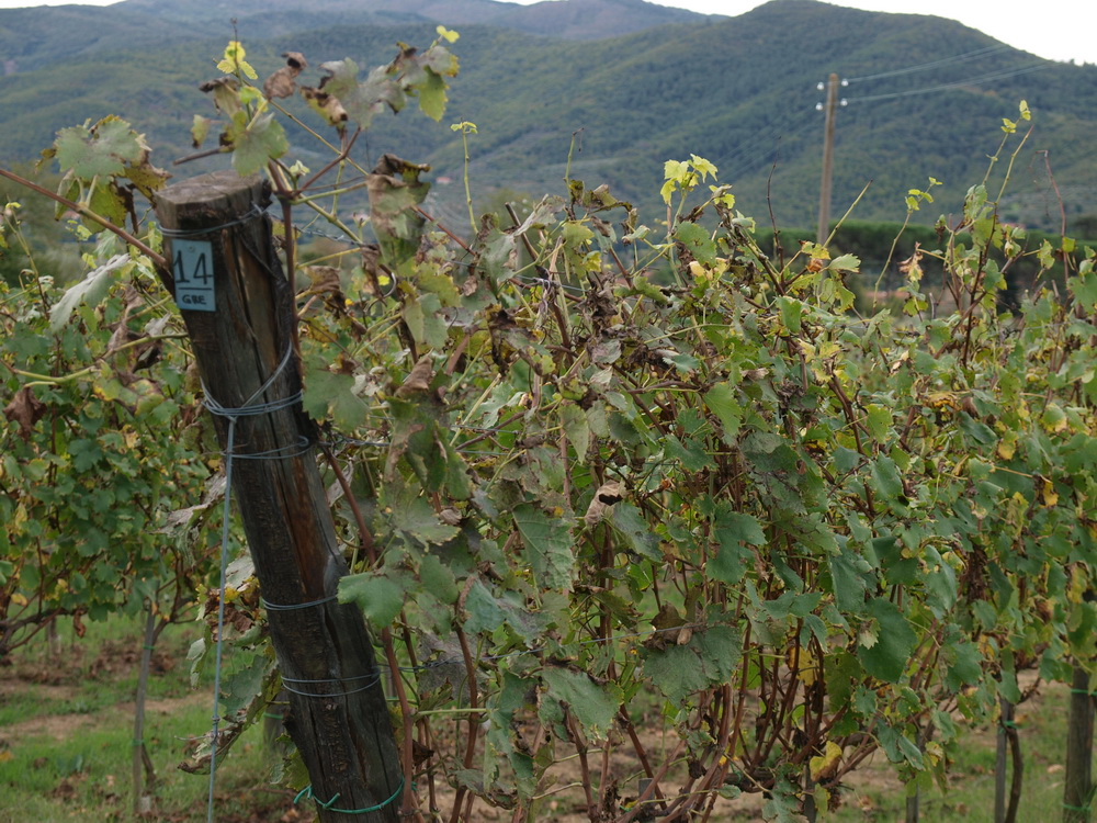 Weingut St. Stefano, Weinberge