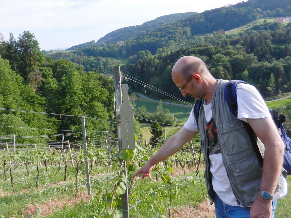 Weinbau in der Südsteiermark