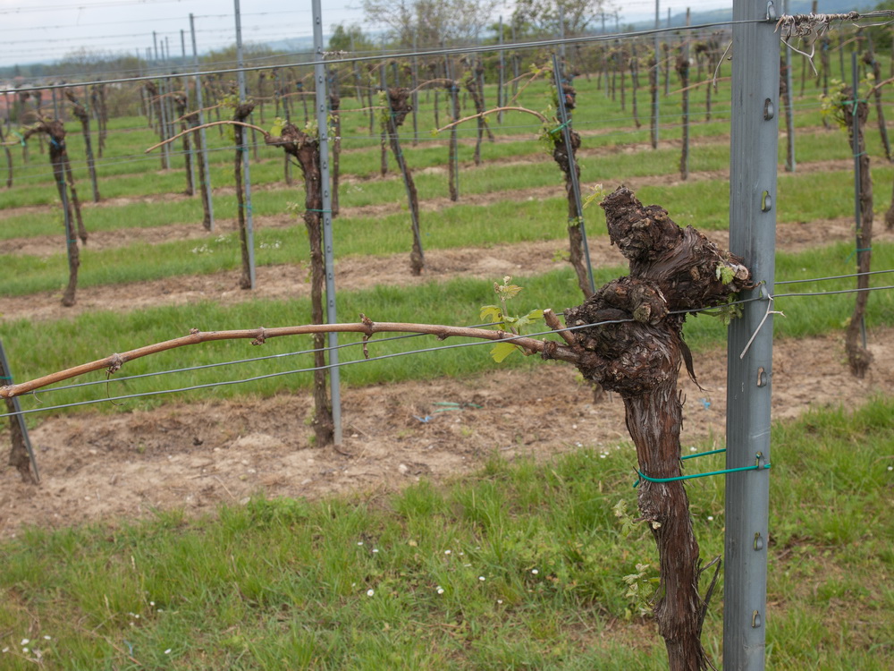 Weingut Winkler, Kremstal