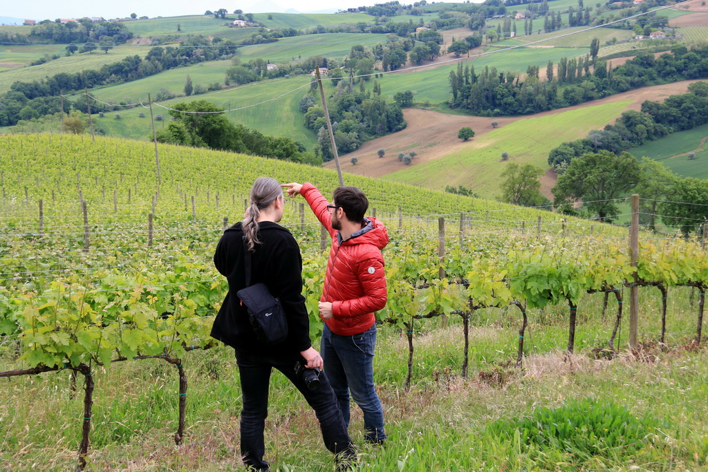 Terracruda, Weinberge