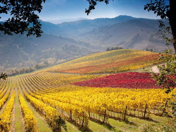 Weingut Conventino di Monteciccardo
